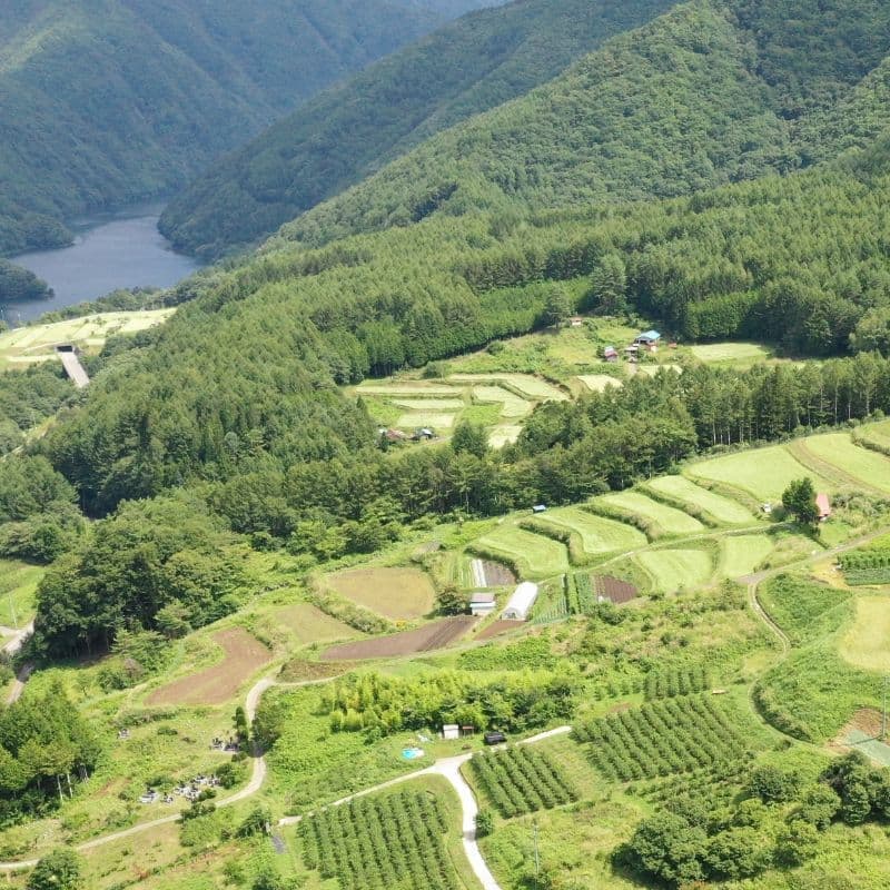 奈川のソバ畑空撮