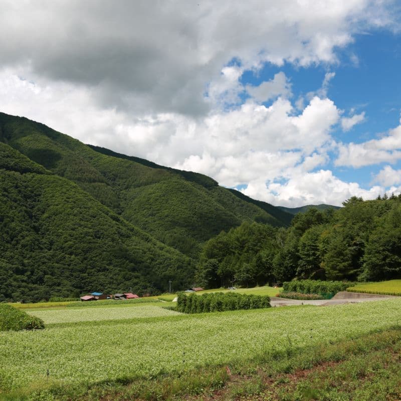 山腹に広がるそば畑